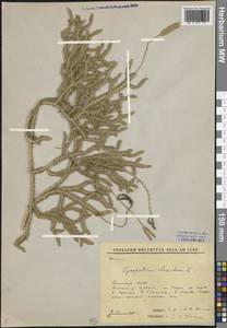 Lycopodium clavatum L., Siberia, Yakutia (S5) (Russia)