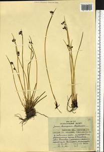 Juncus beringensis Buchenau, Siberia, Chukotka & Kamchatka (S7) (Russia)