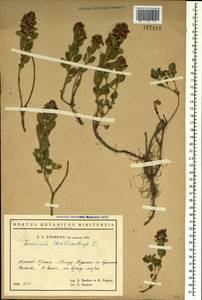 Teucrium chamaedrys L., Crimea (KRYM) (Russia)