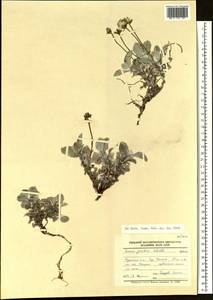 Tephroseris jacutica (Schischk.) Holub, Siberia, Chukotka & Kamchatka (S7) (Russia)
