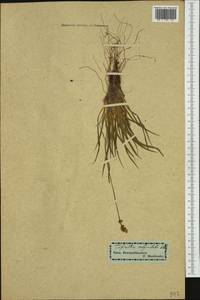 Tofieldia calyculata (L.) Wahlenb., Western Europe (EUR) (Slovakia)