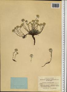 Alyssum lenense Adams, Siberia, Altai & Sayany Mountains (S2) (Russia)