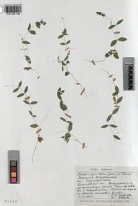 KUZ 004 188, Moehringia lateriflora (L.) Fenzl, Siberia, Altai & Sayany Mountains (S2) (Russia)