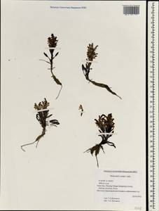 Pedicularis oederi, South Asia, South Asia (Asia outside ex-Soviet states and Mongolia) (ASIA) (China)