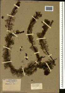 Myriophyllum verticillatum L., Caucasus, Krasnodar Krai & Adygea (K1a) (Russia)