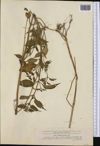 Galeopsis speciosa Mill., Western Europe (EUR) (Romania)