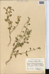 Heliotropium ellipticum Ledeb., Middle Asia, Western Tian Shan & Karatau (M3) (Kyrgyzstan)