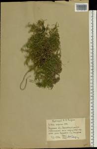 Silene supina M. Bieb., Eastern Europe, Central forest-and-steppe region (E6) (Russia)