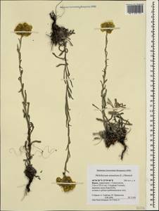 Helichrysum arenarium (L.) Moench, Crimea (KRYM) (Russia)
