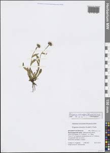 Erigeron eriocalyx (Ledeb.) F. Vierh., Siberia, Central Siberia (S3) (Russia)