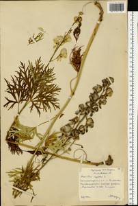 Aconitum napellus, Eastern Europe, Moscow region (E4a) (Russia)