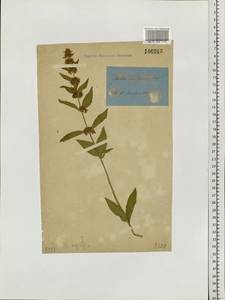 Mentha arvensis L., Siberia, Baikal & Transbaikal region (S4) (Russia)