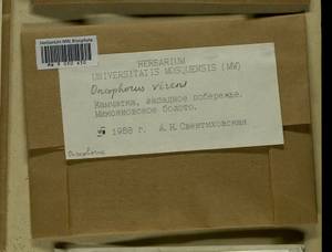 Oncophorus virens (Hedw.) Brid., Bryophytes, Bryophytes - Chukotka & Kamchatka (B21) (Russia)
