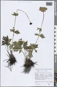 Trollius sibiricus Schipcz., Siberia, Baikal & Transbaikal region (S4) (Russia)