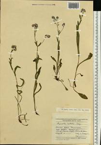 Myosotis alpestris subsp. alpestris, Eastern Europe, Eastern region (E10) (Russia)