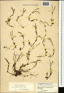 Epilobium anagallidifolium Lam., Caucasus, Armenia (K5) (Armenia)
