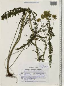 Achillea inundata Kondr., Eastern Europe, Central forest-and-steppe region (E6) (Russia)