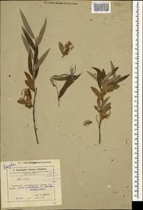 Salix alba L., Caucasus, Azerbaijan (K6) (Azerbaijan)