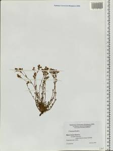 Chamaerhodos, Siberia, Baikal & Transbaikal region (S4) (Russia)