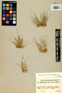 Eleocharis acicularis (L.) Roem. & Schult., Siberia, Baikal & Transbaikal region (S4) (Russia)