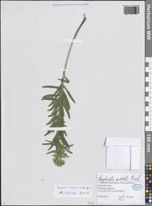 Euphorbia virgata Waldst. & Kit., Eastern Europe, Volga-Kama region (E7) (Russia)