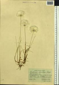 Eriophorum scheuchzeri Hoppe, Siberia, Western Siberia (S1) (Russia)