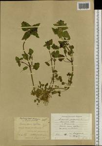 Lamium purpureum L., Siberia, Yakutia (S5) (Russia)