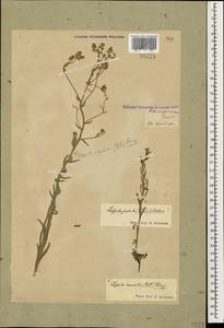 Lappula barbata (M. Bieb.) Gürke, Caucasus, Georgia (K4) (Georgia)