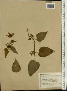 Lamium maculatum (L.) L., Eastern Europe, Central region (E4) (Russia)