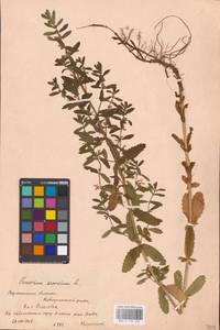 MHA 0 155 262, Teucrium scordium L., Eastern Europe, Central forest-and-steppe region (E6) (Russia)