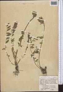 Astragalus platyphyllus Kar. & Kir., Middle Asia, Pamir & Pamiro-Alai (M2) (Uzbekistan)