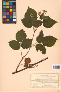 Rubus nessensis Hall, Eastern Europe, Moscow region (E4a) (Russia)