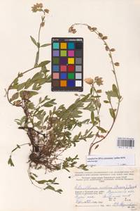 Helianthemum nummularium (L.) Mill., Eastern Europe, Northern region (E1) (Russia)