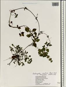 Clinopodium umbrosum (M.Bieb.) K.Koch, South Asia, South Asia (Asia outside ex-Soviet states and Mongolia) (ASIA) (Nepal)