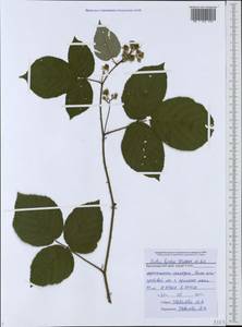 Rubus hirtus Waldst. & Kit., Caucasus, Black Sea Shore (from Novorossiysk to Adler) (K3) (Russia)
