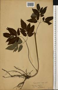 Aegopodium podagraria L., Eastern Europe, Moscow region (E4a) (Russia)