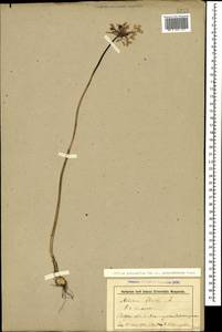 Allium flavum subsp. tauricum (Besser ex Rchb.) K.Richt., Caucasus, Stavropol Krai, Karachay-Cherkessia & Kabardino-Balkaria (K1b) (Russia)