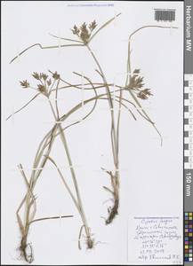 Cyperus longus L., Crimea (KRYM) (Russia)