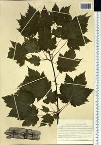 Acer ukurunduense Trautv. & C. A. Mey., Siberia, Russian Far East (S6) (Russia)