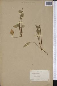 Claytonia sibirica L., America (AMER) (United States)