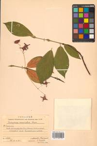 Euonymus macropterus Rupr., Siberia, Russian Far East (S6) (Russia)
