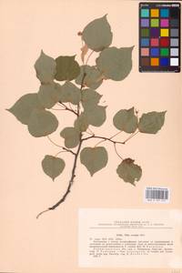 Tilia cordata Mill., Eastern Europe, North-Western region (E2) (Russia)