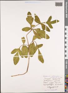 Glehnia littoralis (A. Gray) F. Schmidt ex Miq., Siberia, Russian Far East (S6) (Russia)