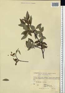 Salix rhamnifolia subsp. rhamnifolia, Siberia, Yakutia (S5) (Russia)