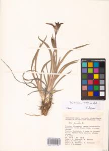 Iris scariosa Willd. ex Link, Eastern Europe, Lower Volga region (E9) (Russia)