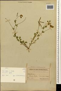 Lotus corniculatus subsp. corniculatus, Caucasus, Azerbaijan (K6) (Azerbaijan)