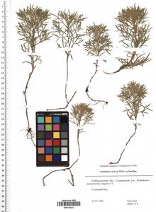 Artemisia sericea (Besser) Weber, Eastern Europe, Middle Volga region (E8) (Russia)