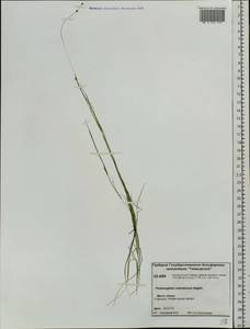 Stuckenia vaginata (Magnin) Holub, Siberia, Central Siberia (S3) (Russia)