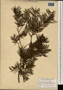Taxus baccata L., South Asia, South Asia (Asia outside ex-Soviet states and Mongolia) (ASIA) (India)