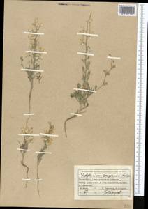 Delphinium camptocarpum Fisch. & C.A.Mey., Middle Asia, Muyunkumy, Balkhash & Betpak-Dala (M9) (Kazakhstan)